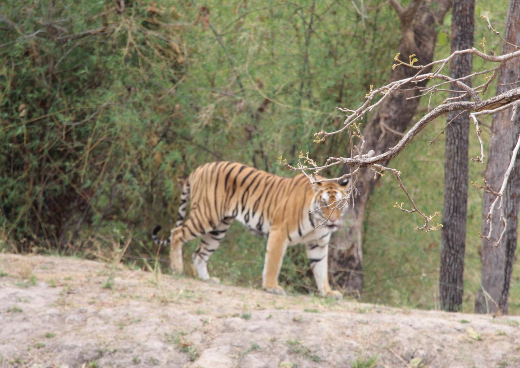 Tiger Tops Karnali Lodge Bardiya Ngoại thất bức ảnh