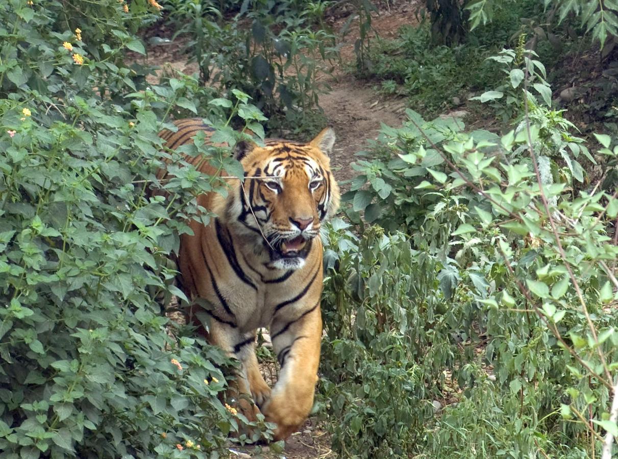 Tiger Tops Karnali Lodge Bardiya Ngoại thất bức ảnh